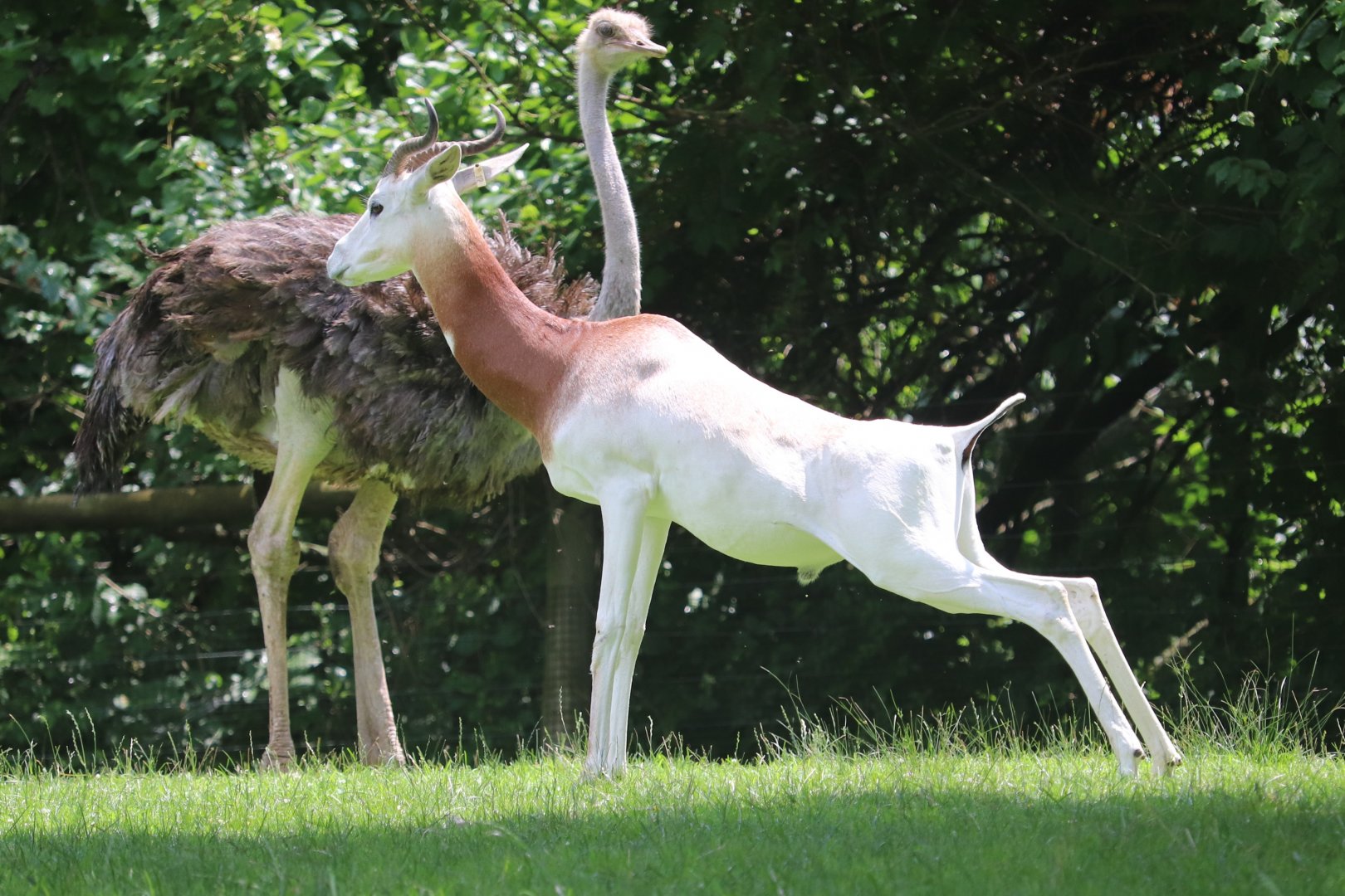 African Savanna - Dama Gazelle - Ostrich