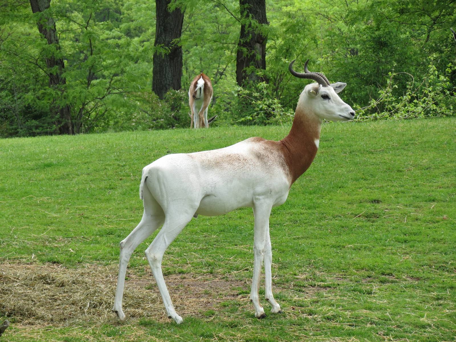 African Savanna - Dama Gazelle