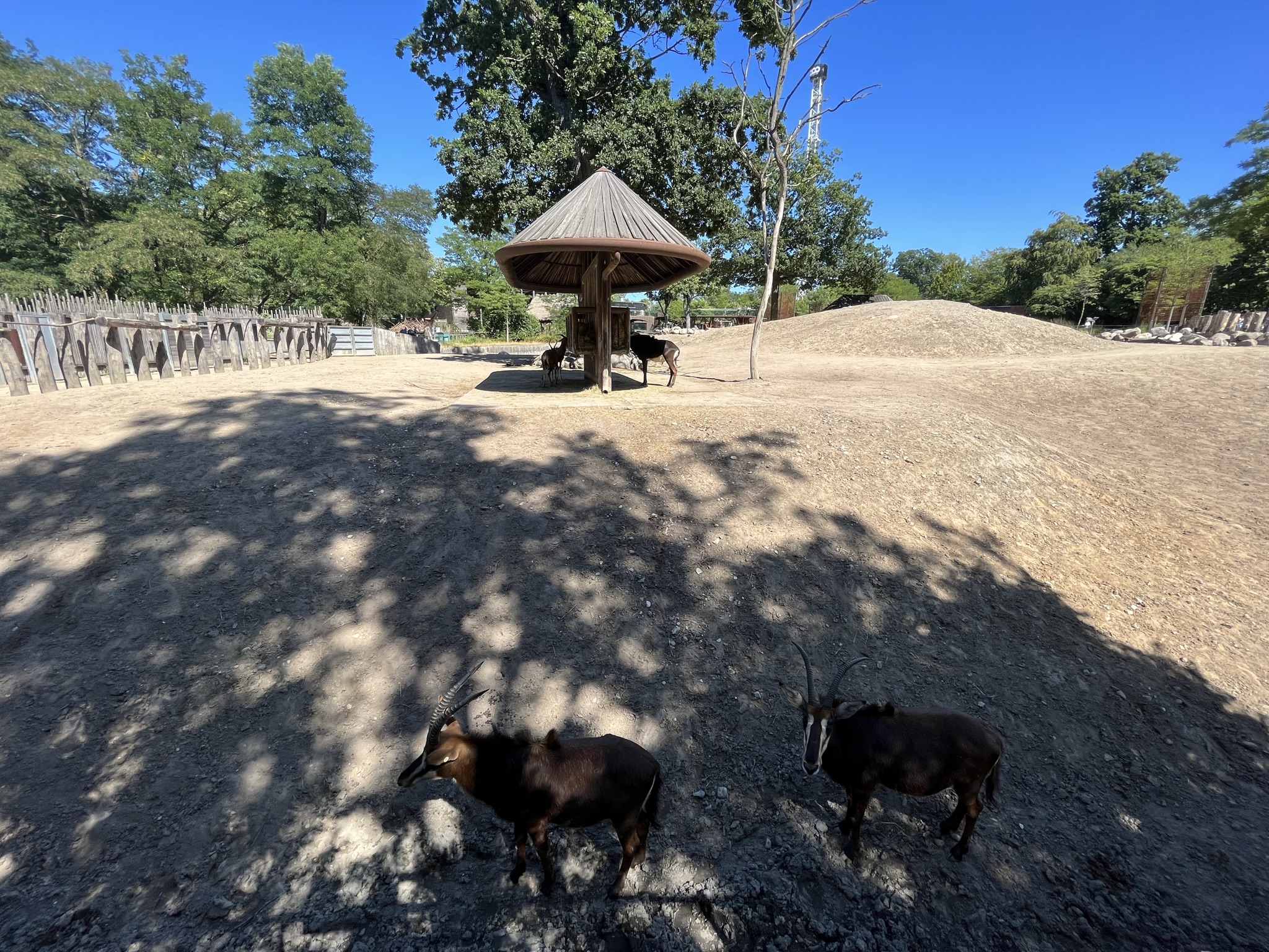 African Savanna - dust bowl