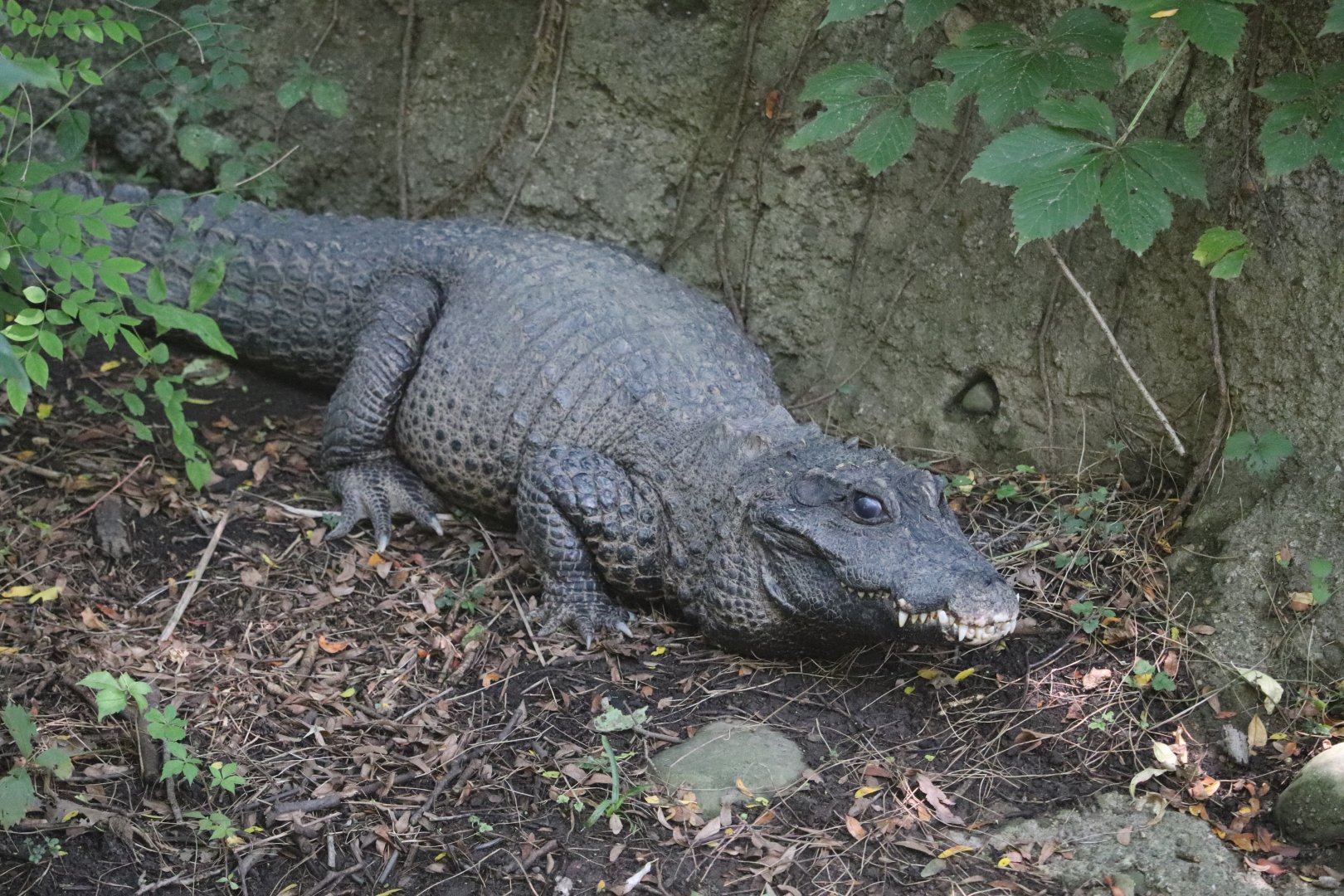 African Savanna - Dwarf Crocodile