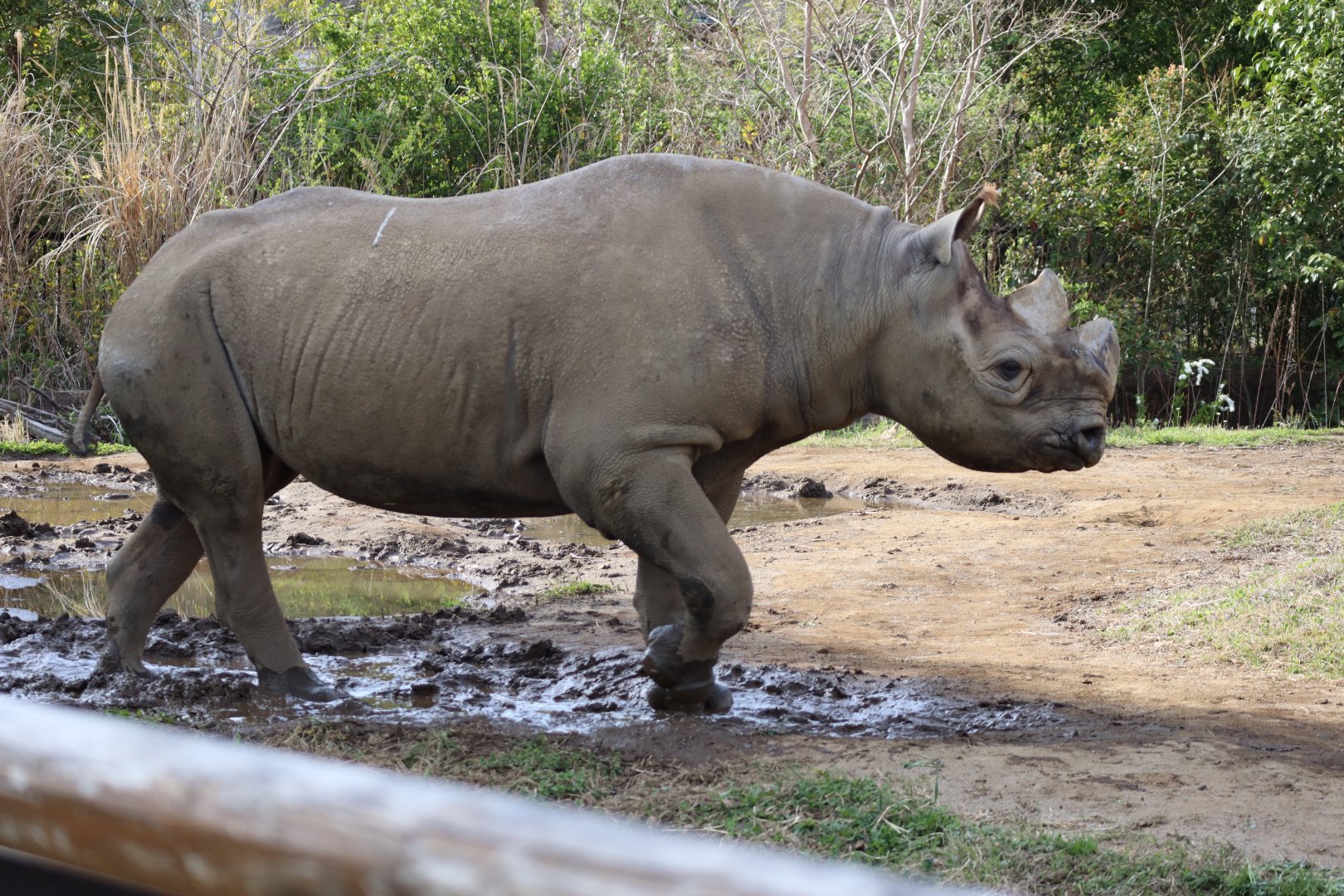 African Savanna - Eastern Black Rhinoceros