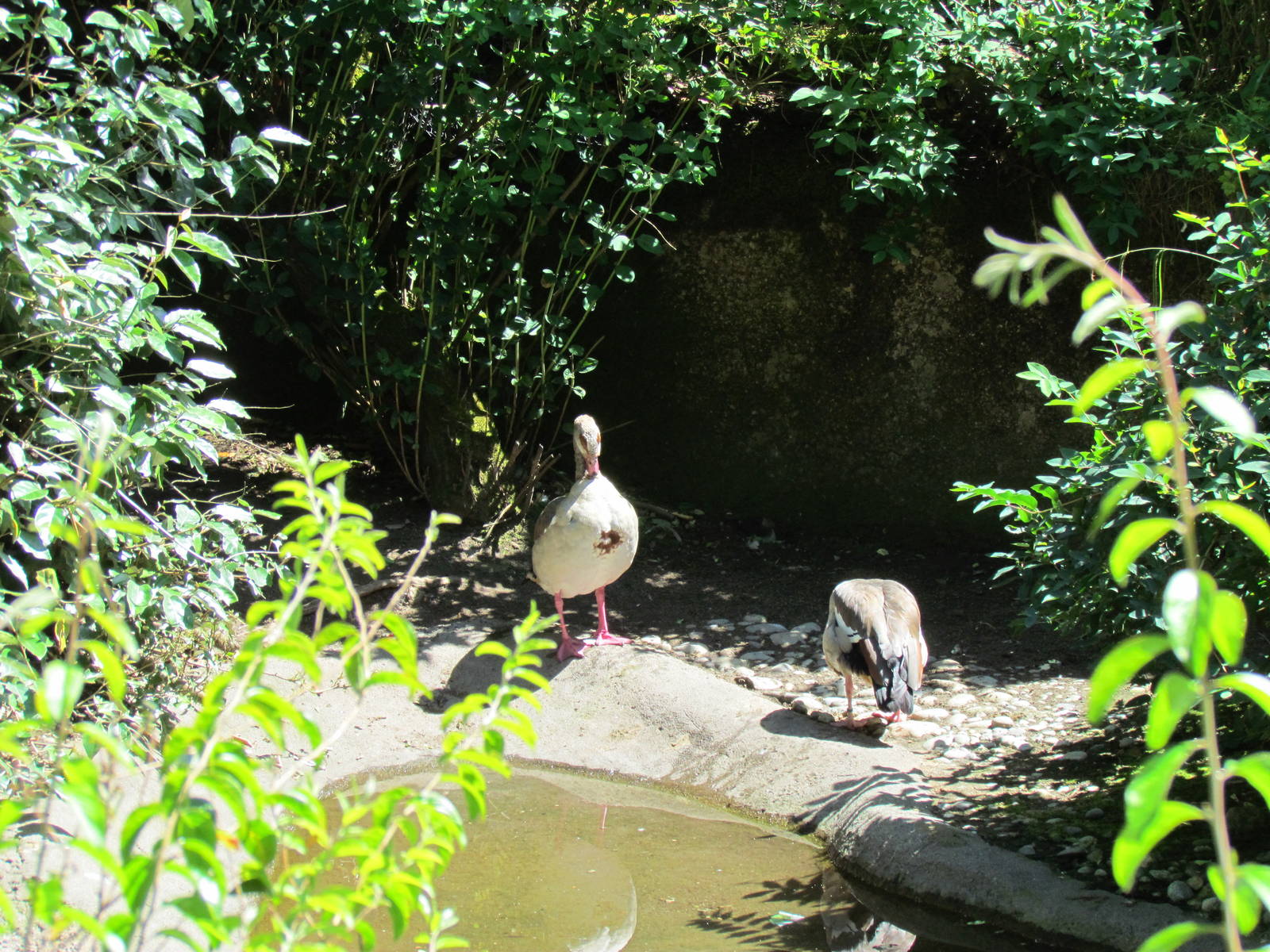 African Savanna - Egyptian Geese
