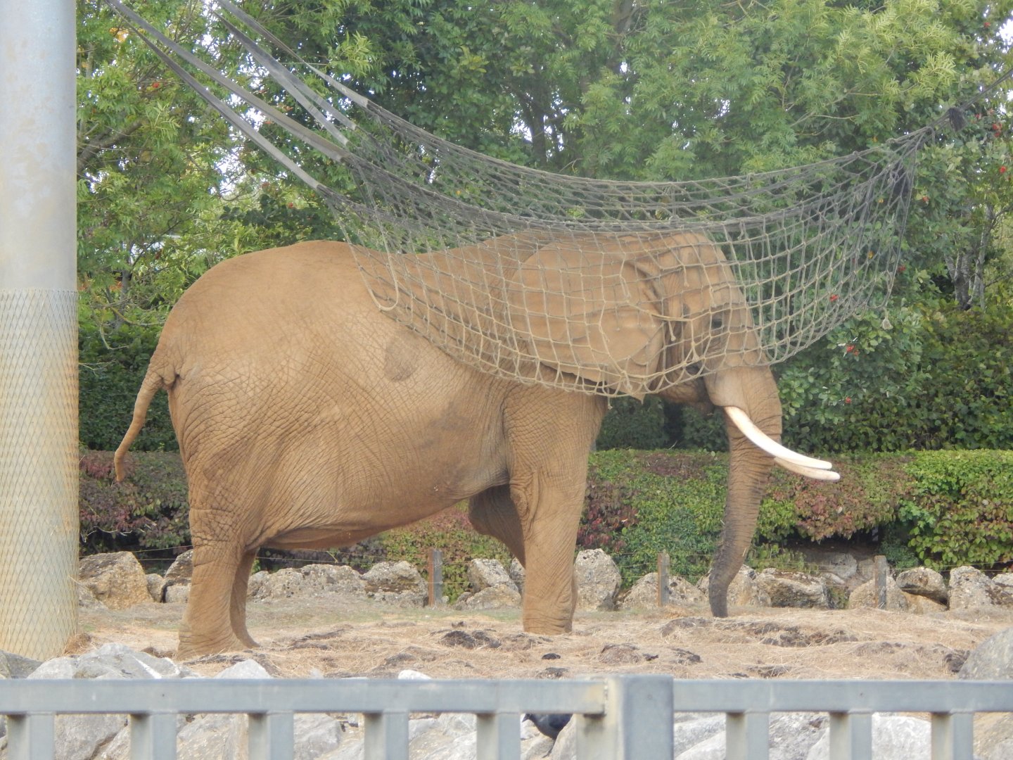African savanna elephant 110925