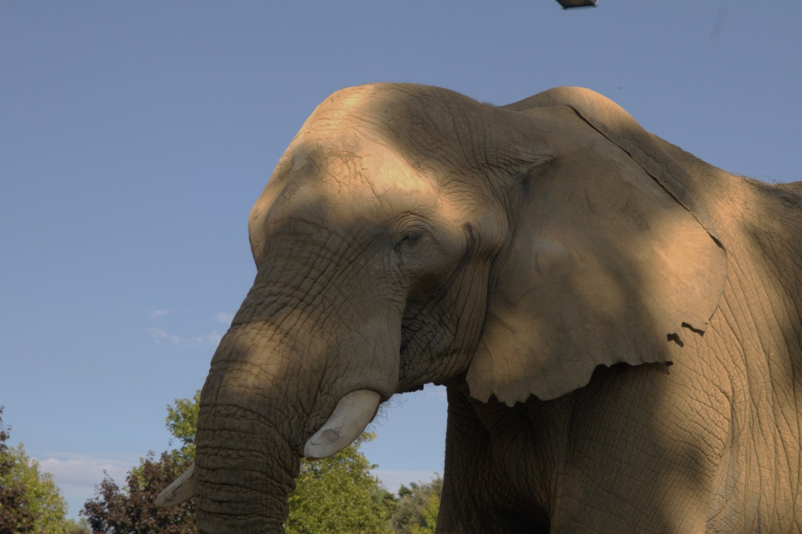 African Savanna Elephant (Loxodonta africana), 25-08-25