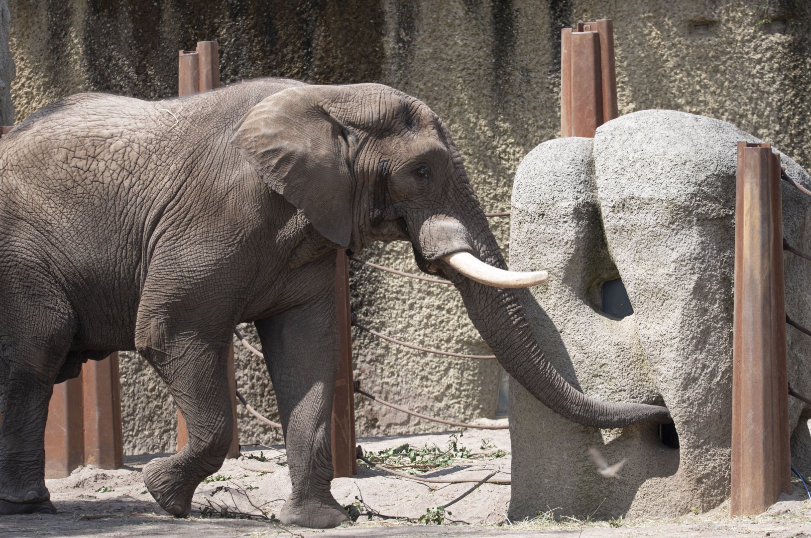 African savanna elephant (Loxodonta africana) bull "Tusker"