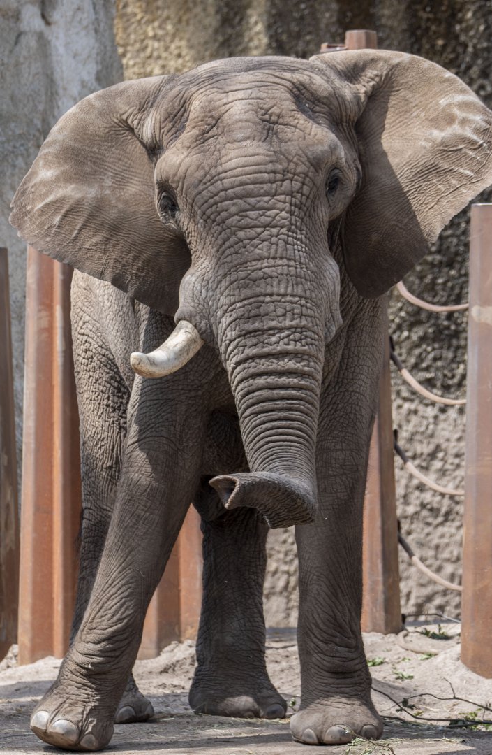 African savanna elephant (Loxodonta africana) bull "Tusker"