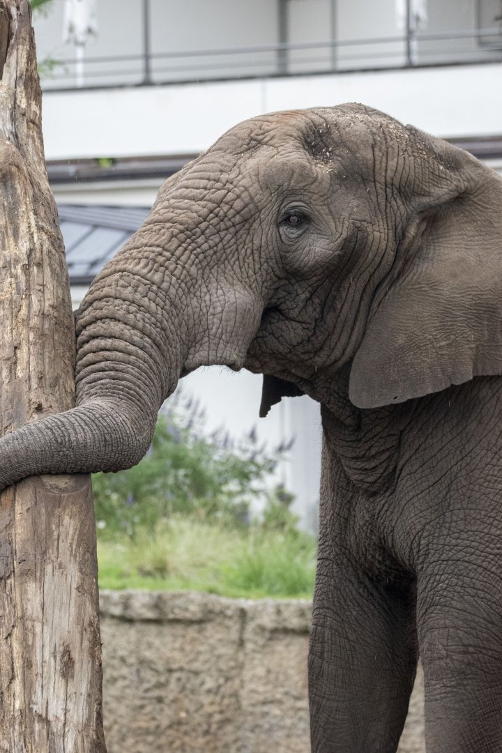 African savanna elephant (Loxodonta africana) bull "Tusker"