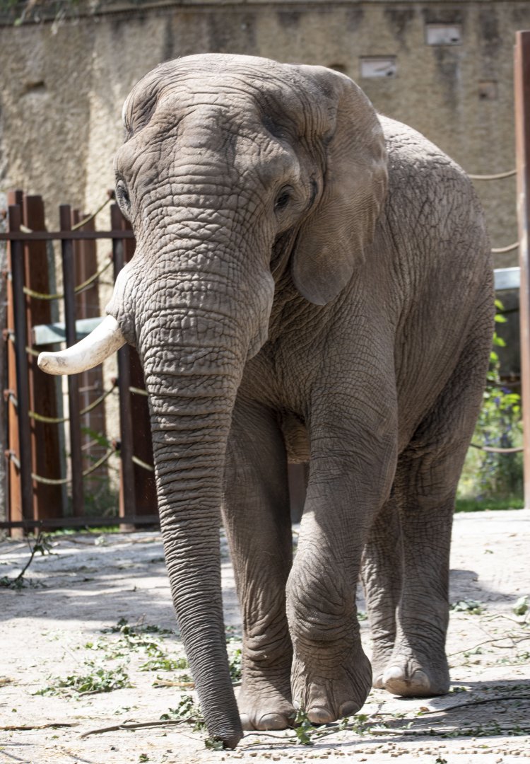 African savanna elephant (Loxodonta africana) bull "Tusker"