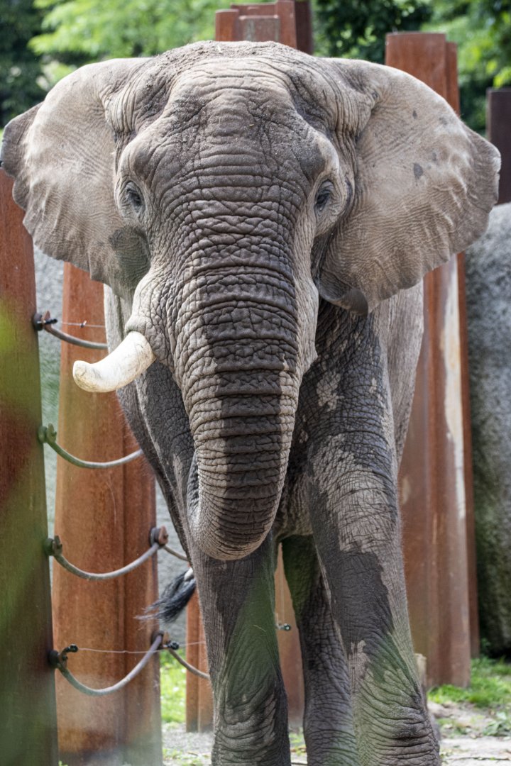 African savanna elephant (Loxodonta africana) bull "Tusker"