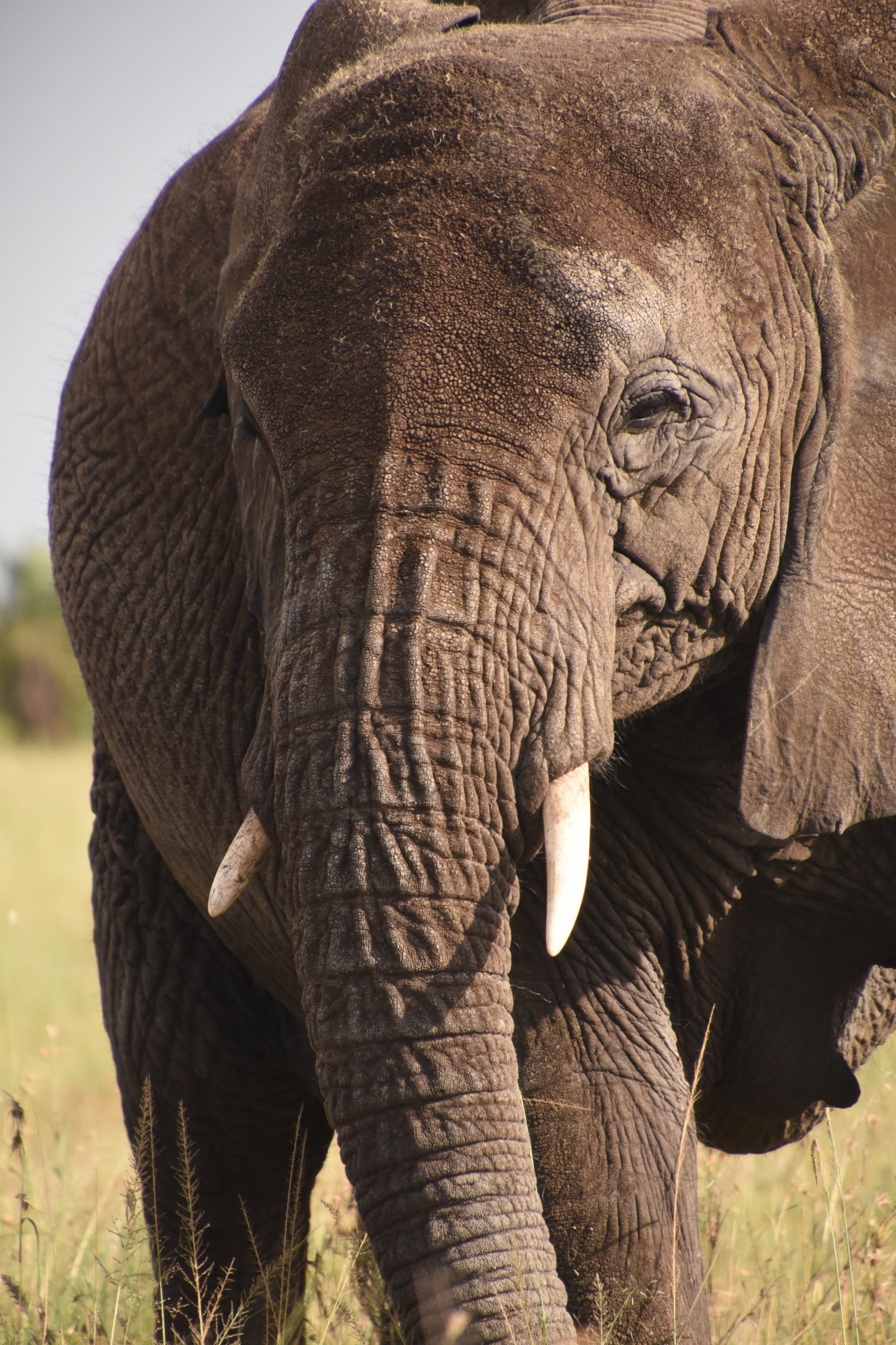 African savanna elephant