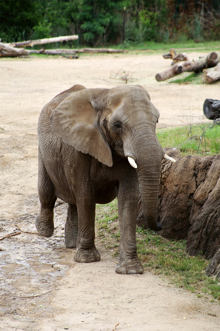 African Savanna Elephant