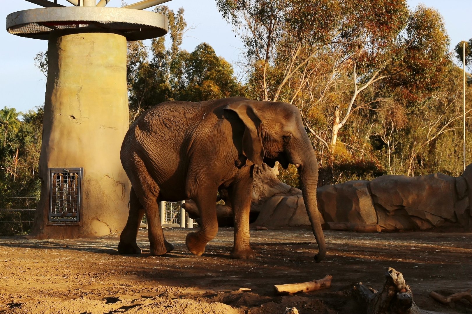 African Savanna Elephant