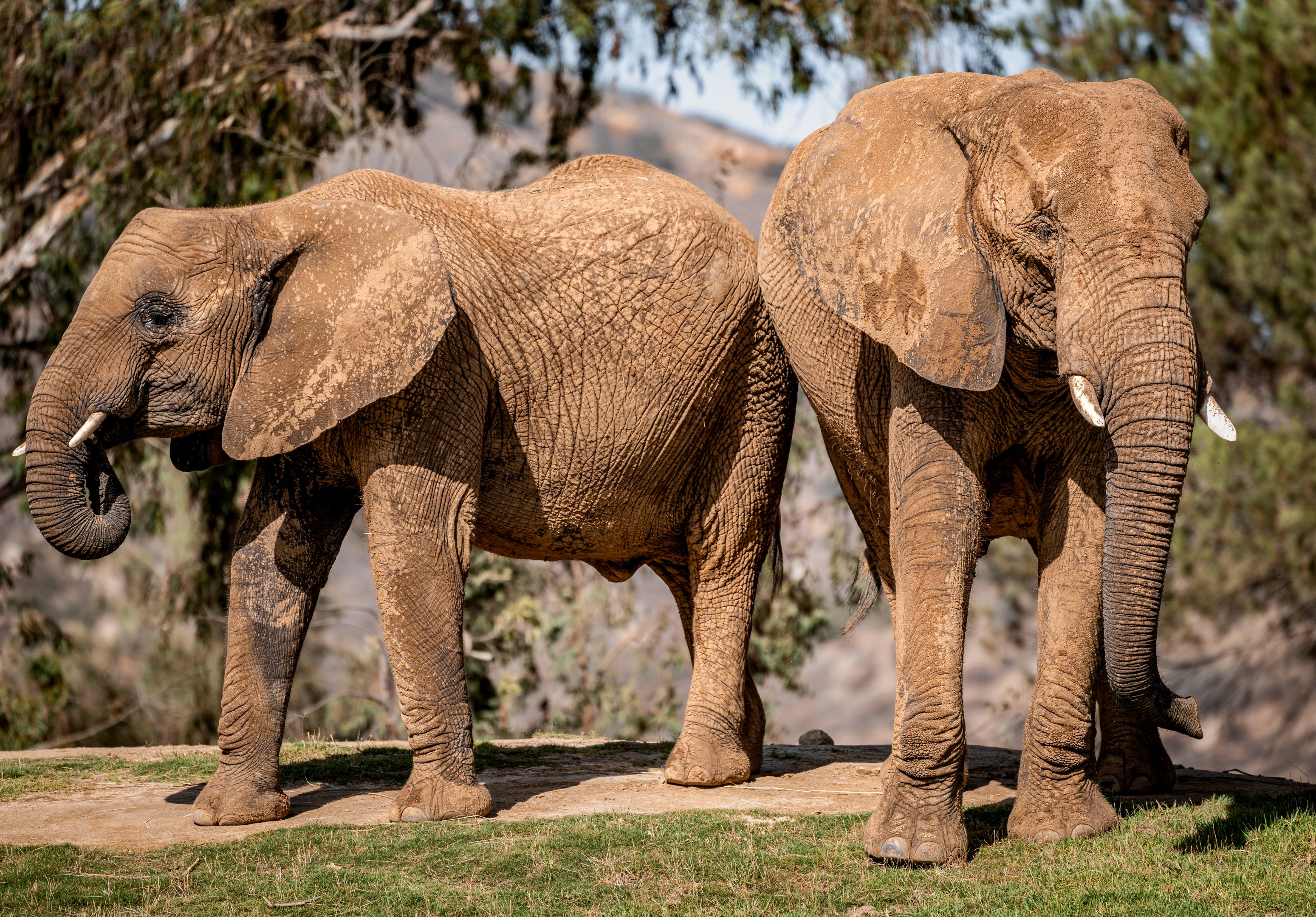 African Savanna Elephants