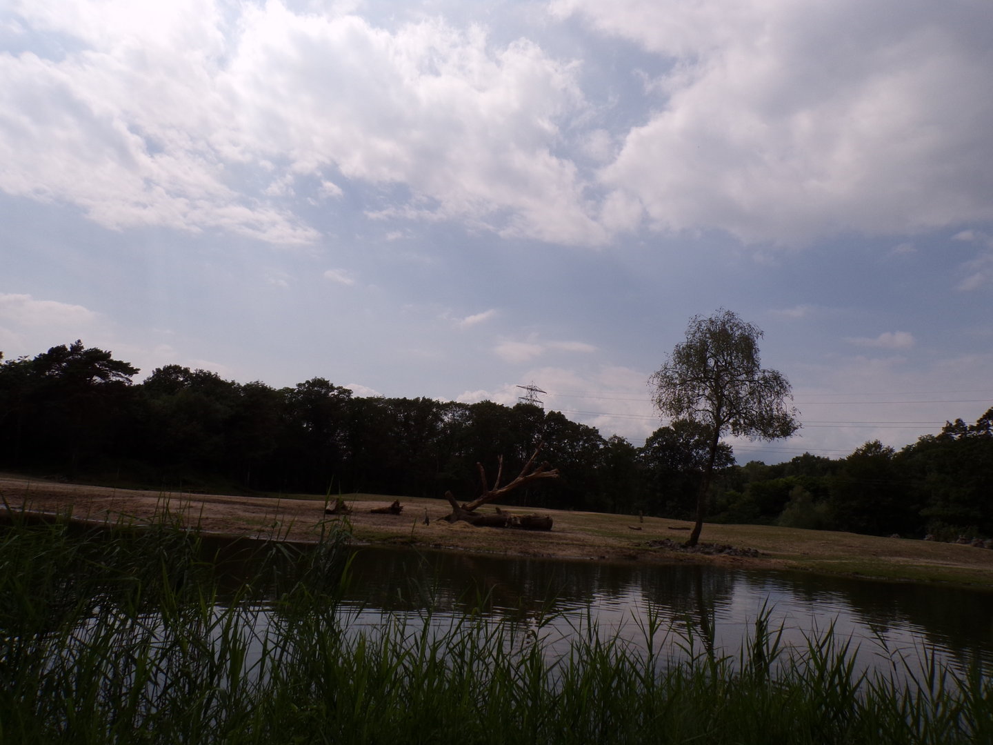 African savanna enclosure 6.7.23