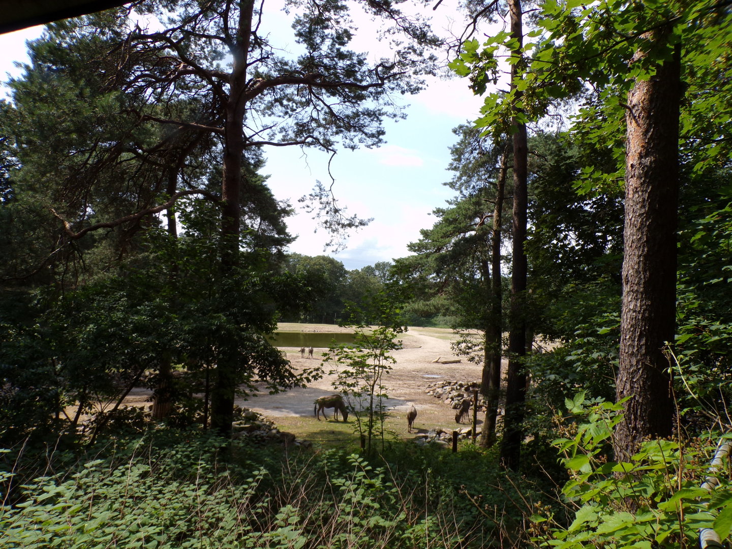African savanna enclosure 6.7.23