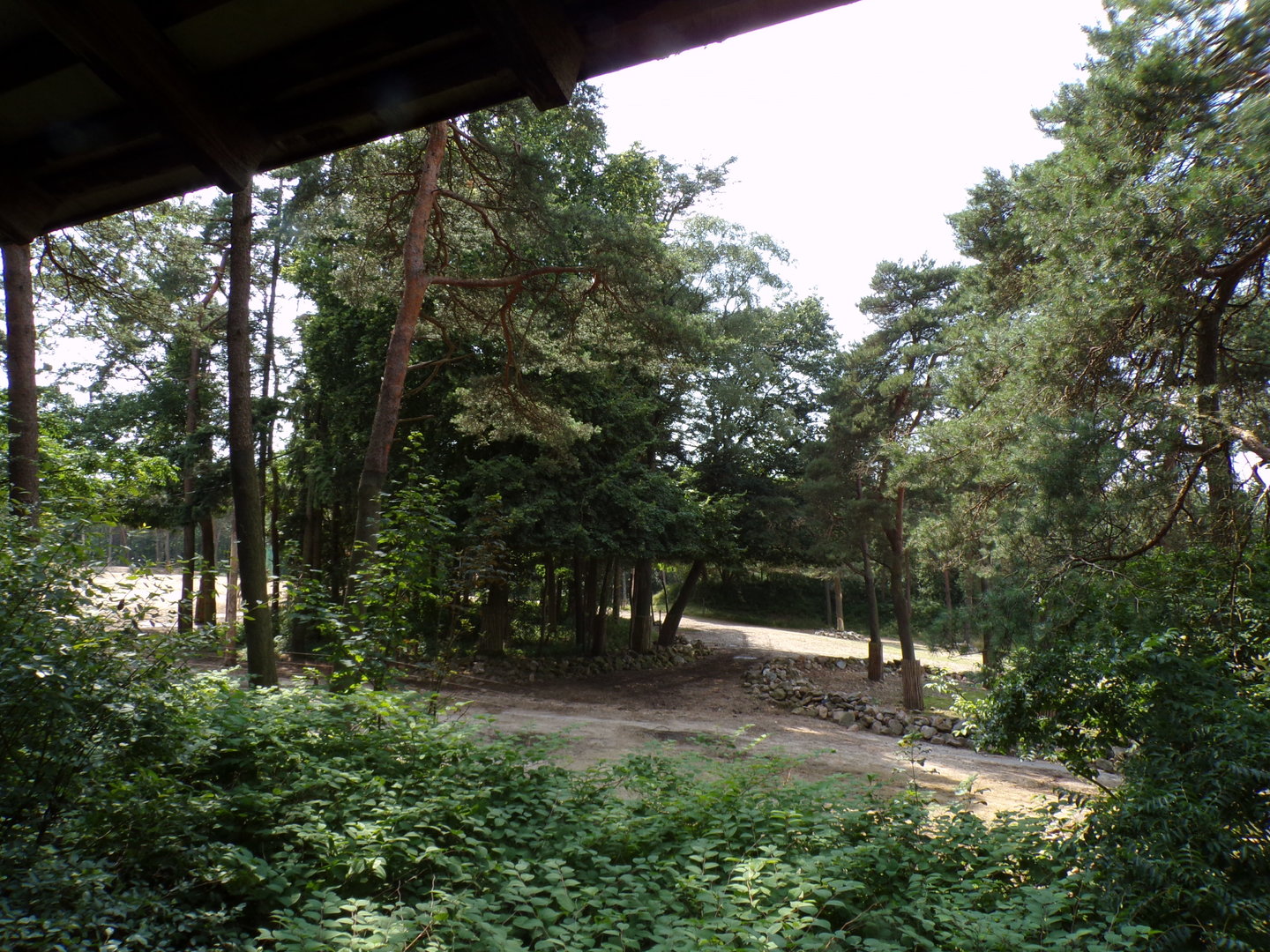 African savanna enclosure 6.7.23