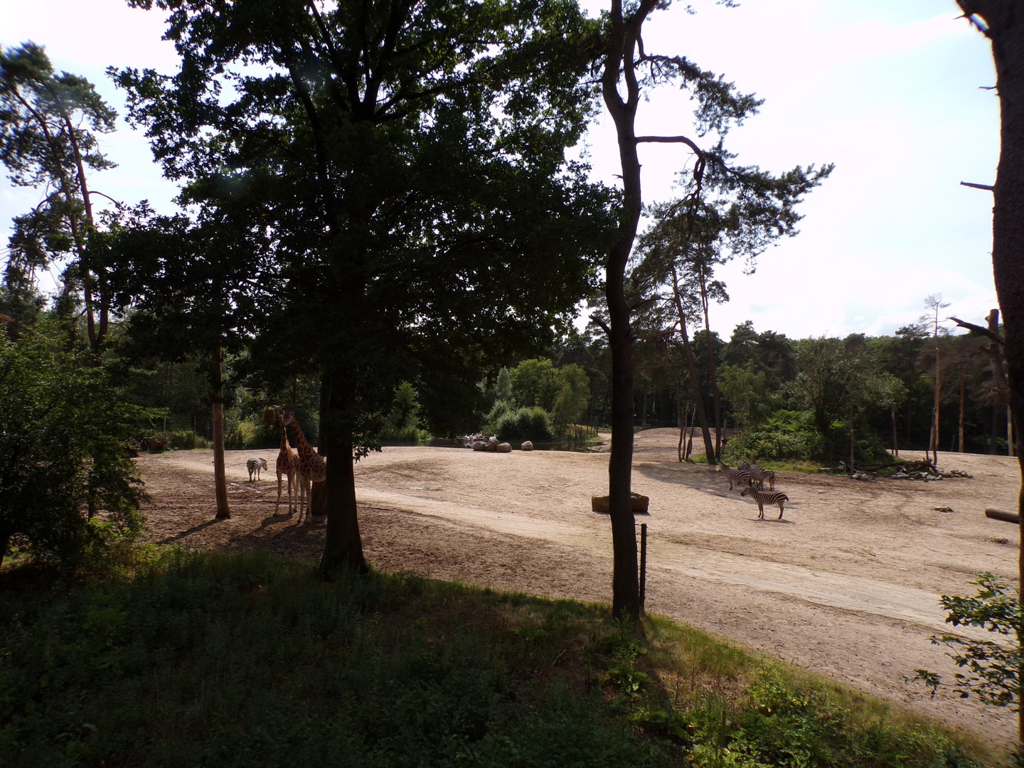 African savanna enclosure 6.7.23
