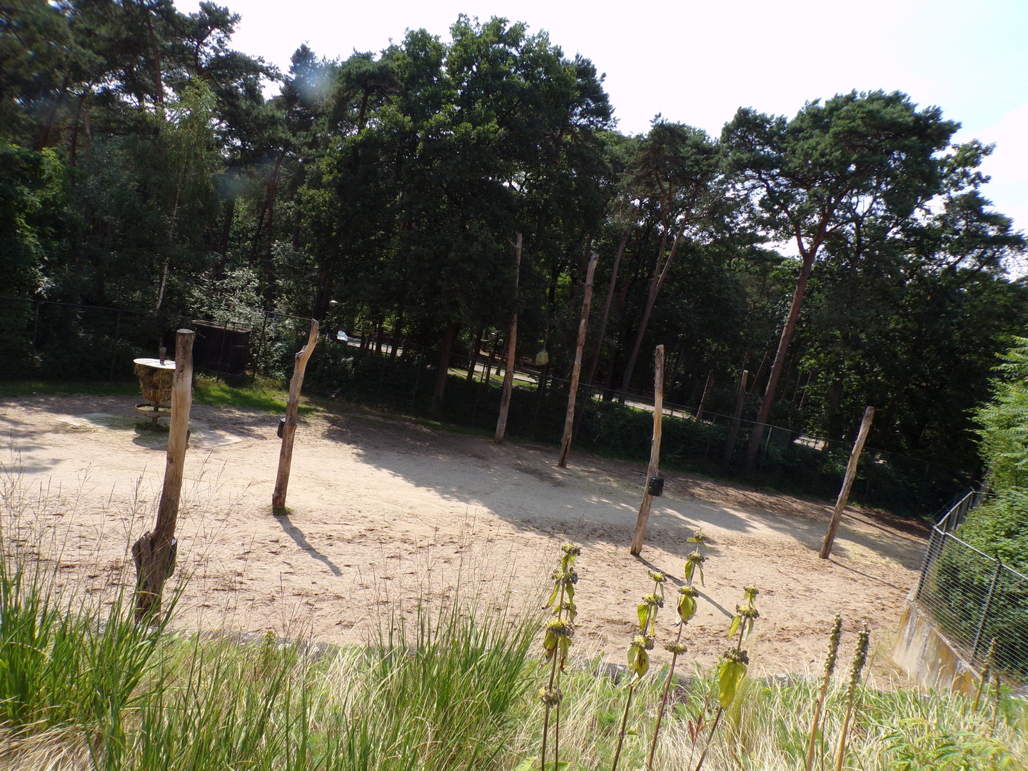 African savanna enclosure 6.7.23