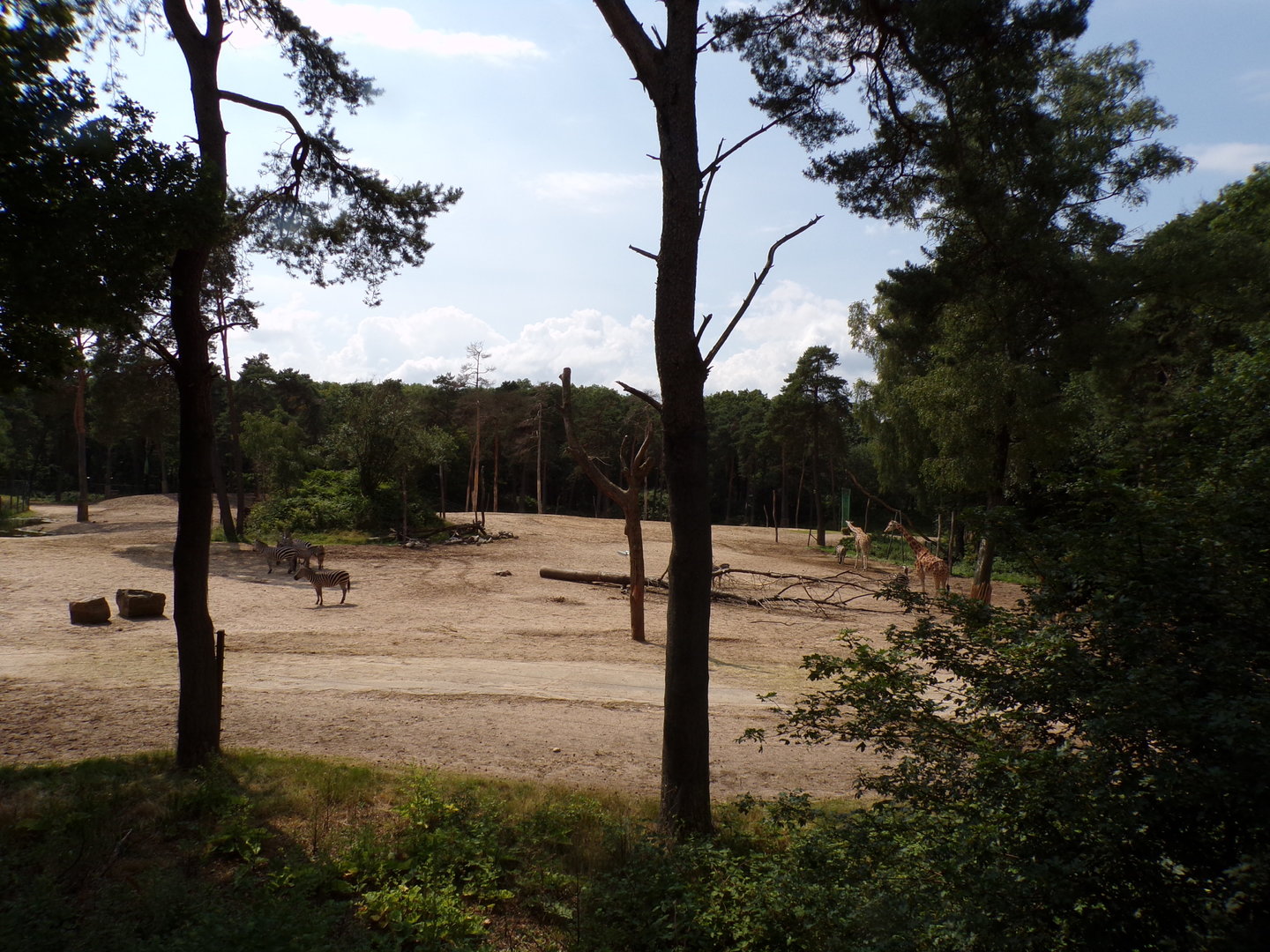 African savanna enclosure 6.7.23