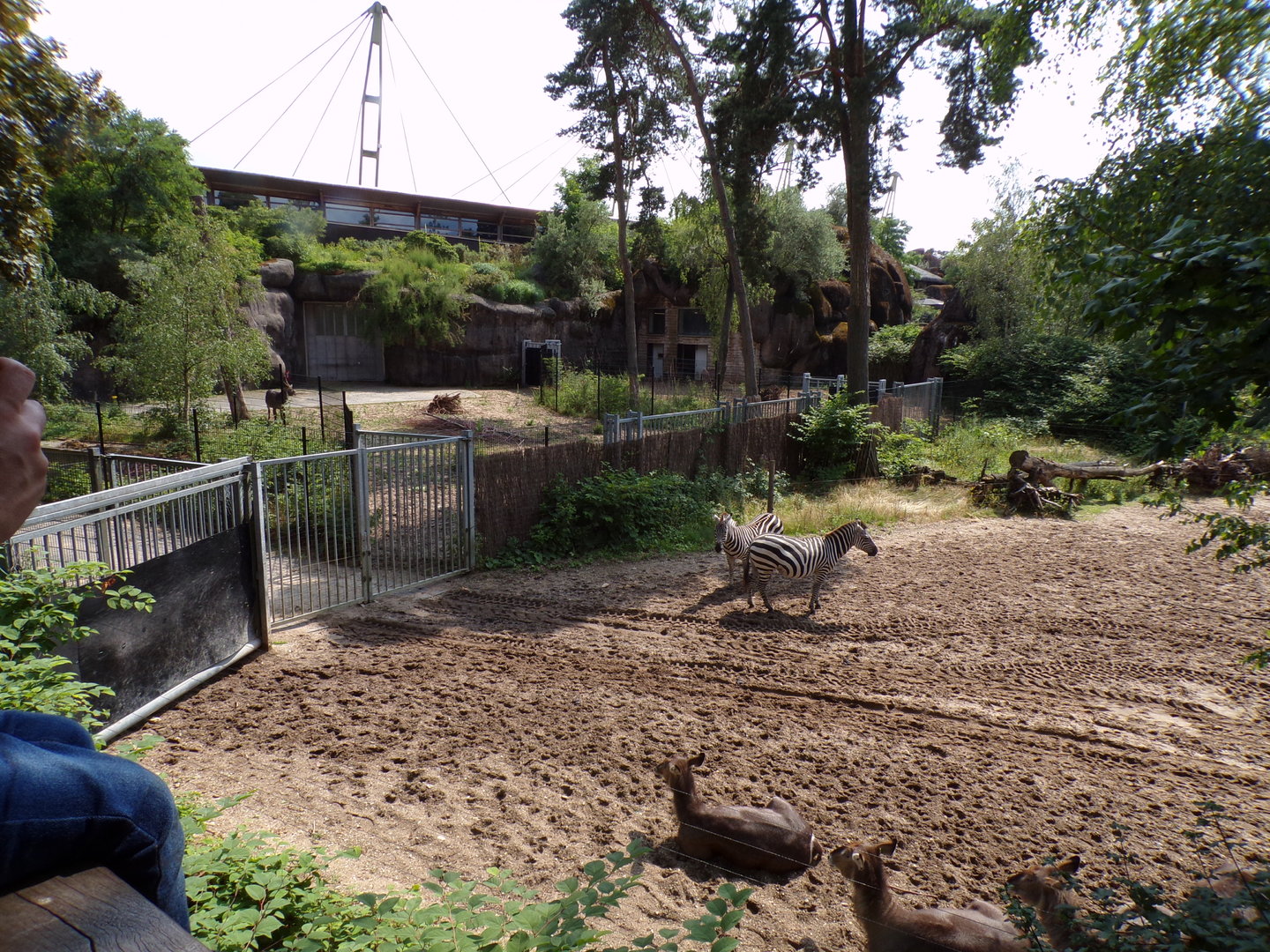 African savanna enclosure 6.7.23