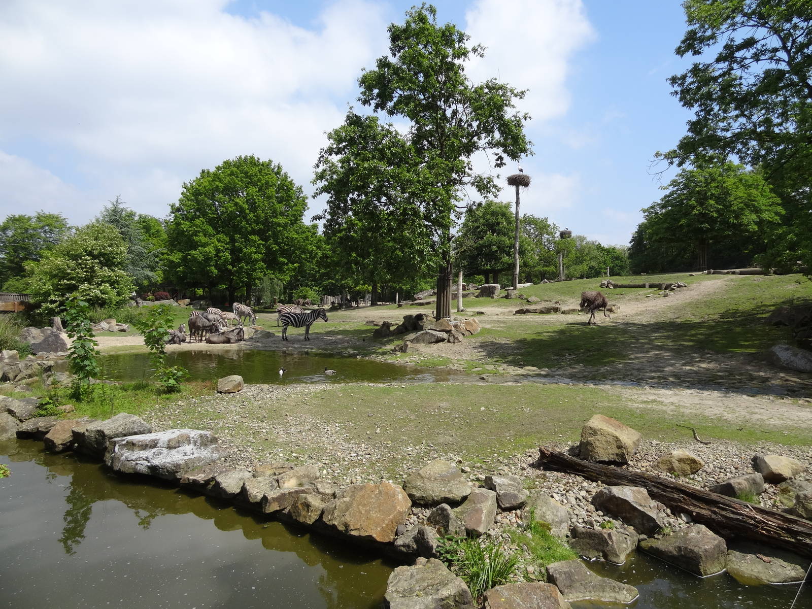African savanna enclosure