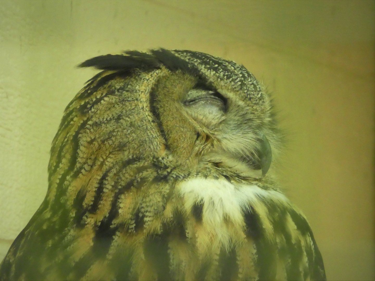 African Savanna - Eurasian Eagle-Owl