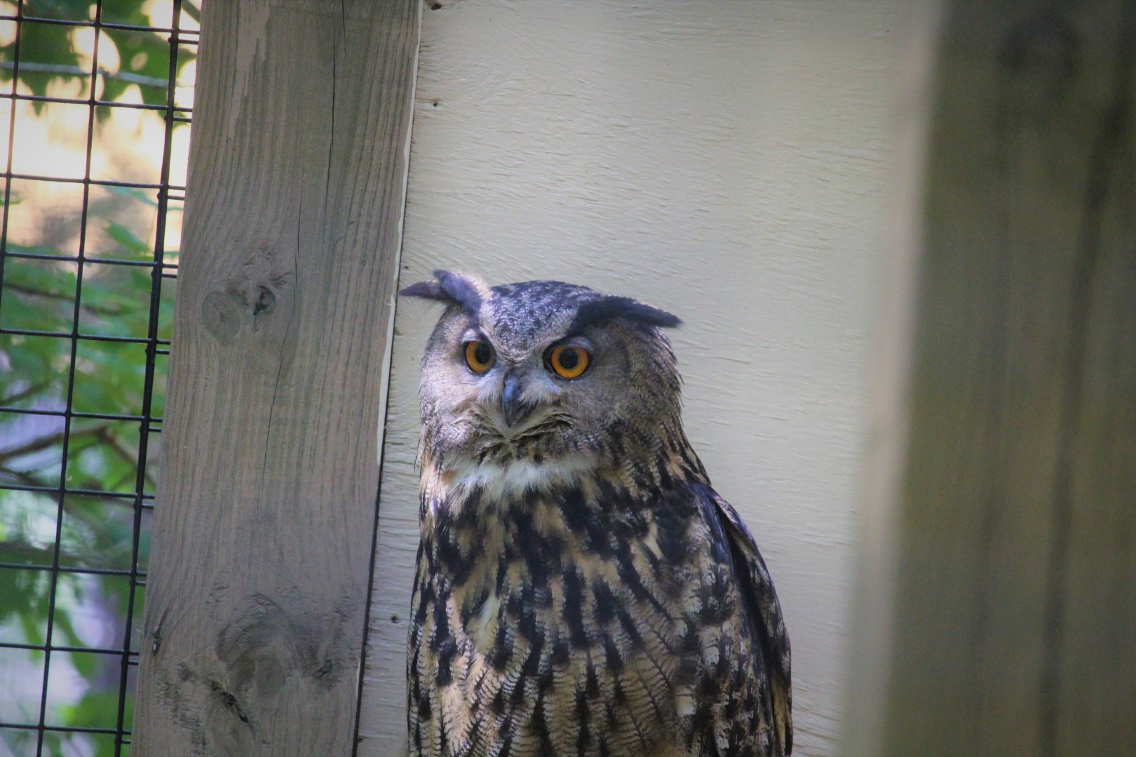 African Savanna - Eurasian Eagle-Owl