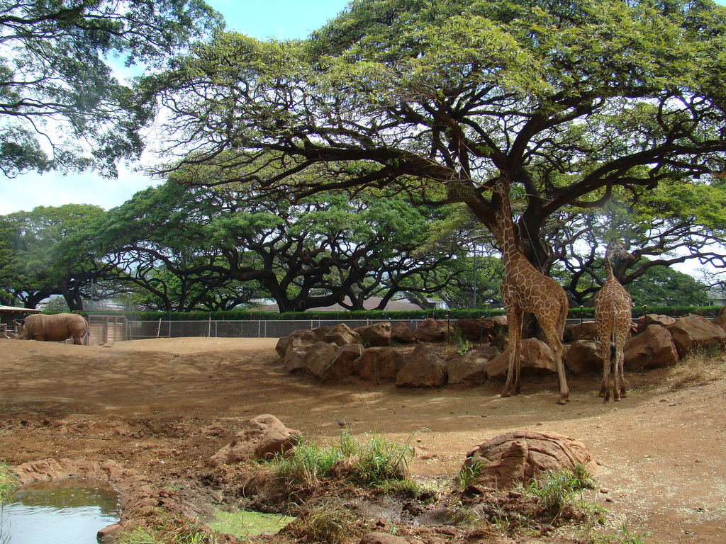 African Savanna exhibit at the Honolulu Zoo