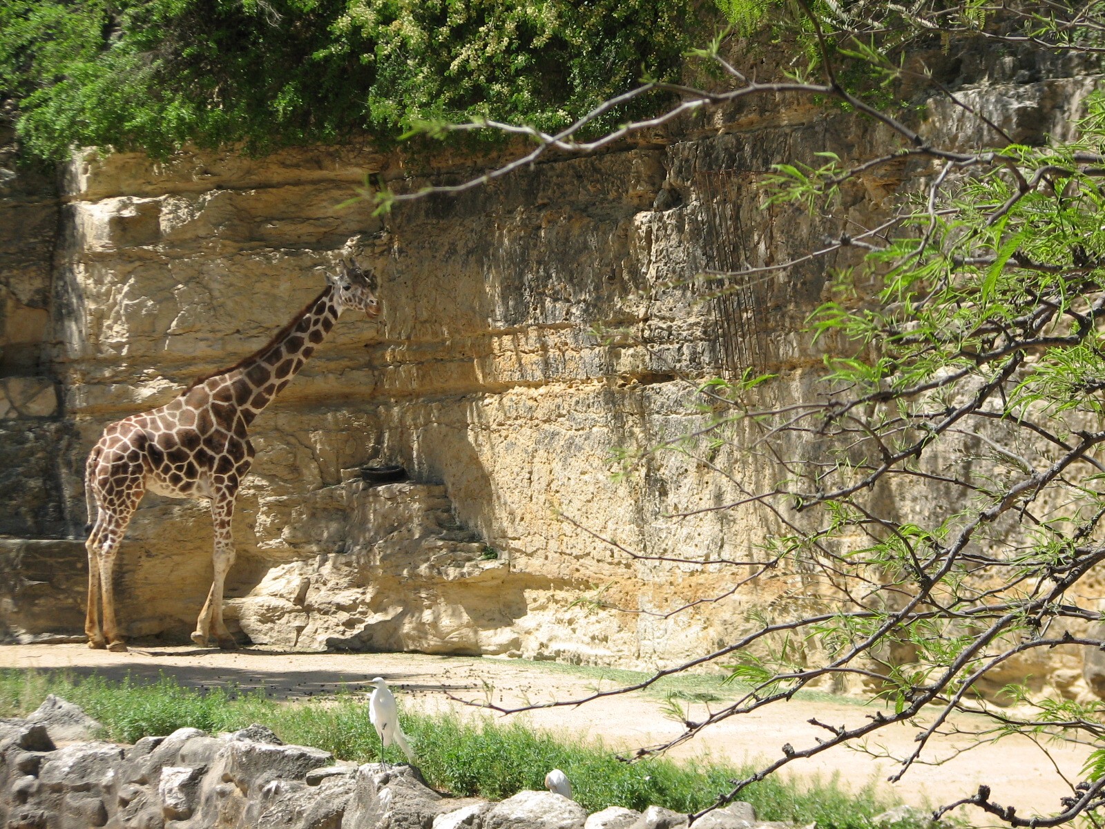 African Savanna Exhibit - Giraffe