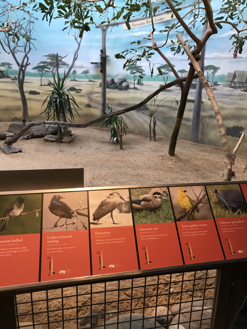 African savanna exhibit inside the McNeil avian center