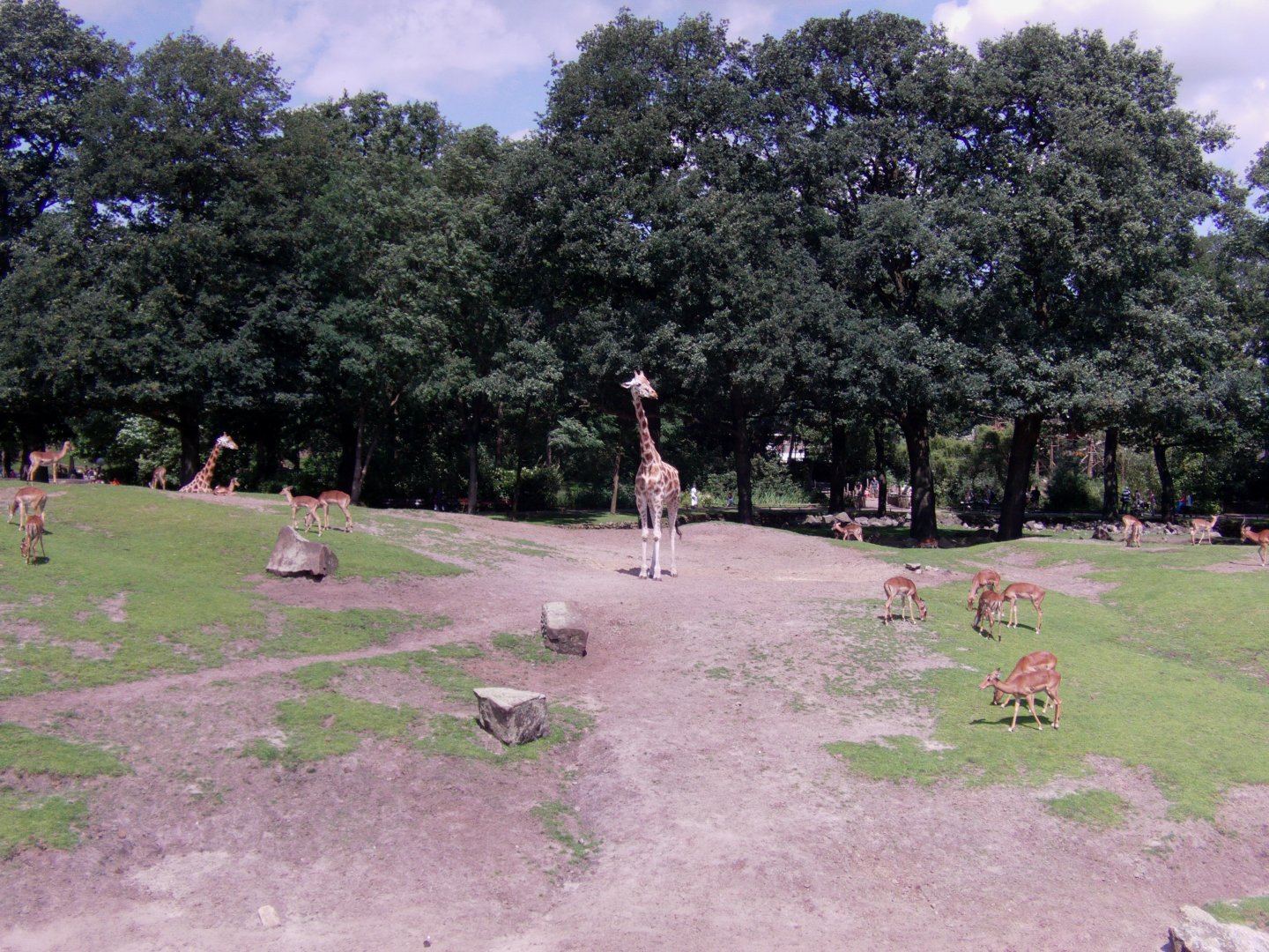 African savanna exhibit - July 2011
