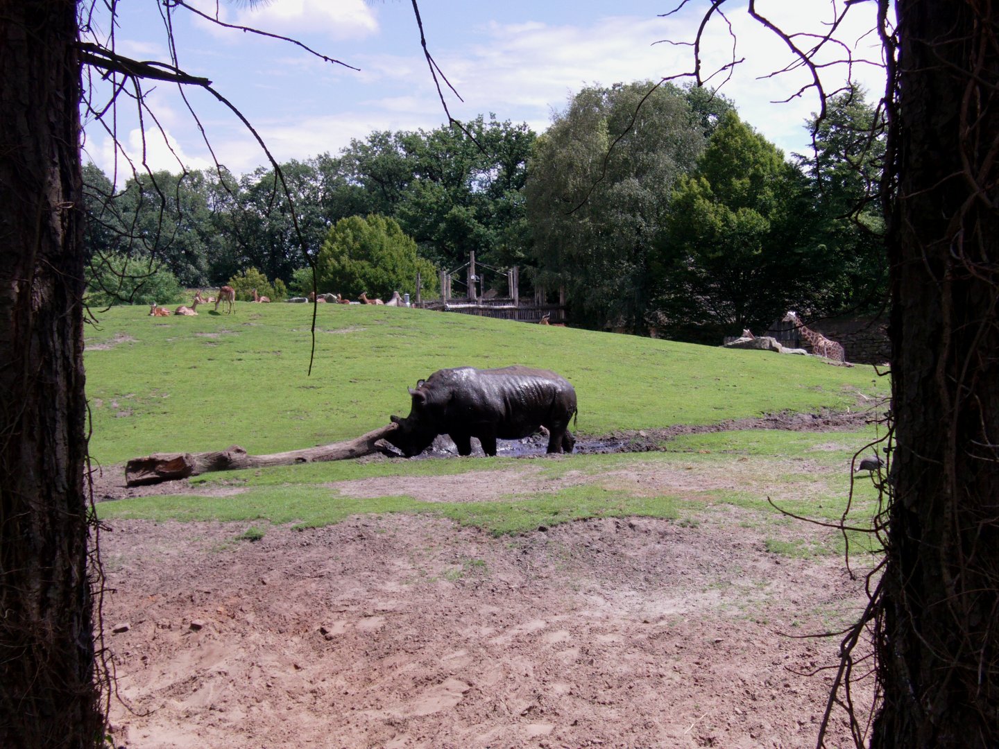 African savanna exhibit - July 2011