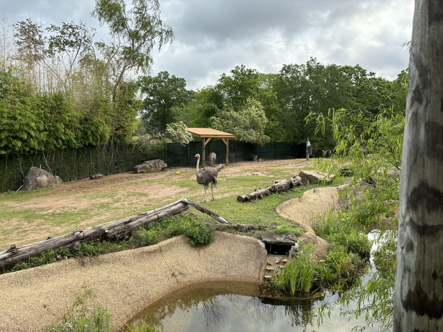 African Savanna Exhibit Right Side