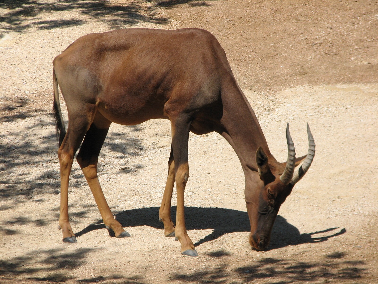 African Savanna Exhibit - Topi