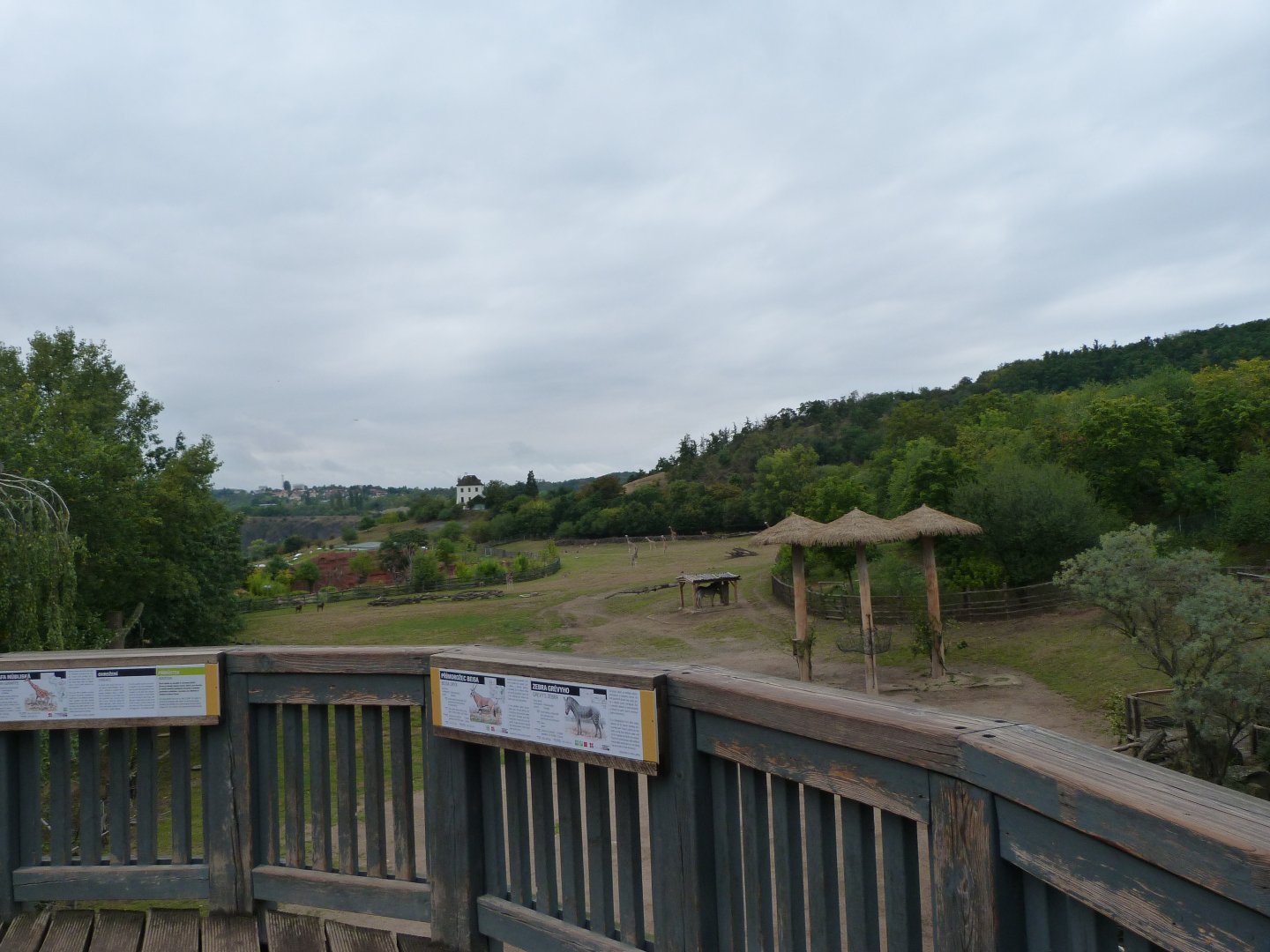 African savanna exhibit -Zoo Praha (2025)