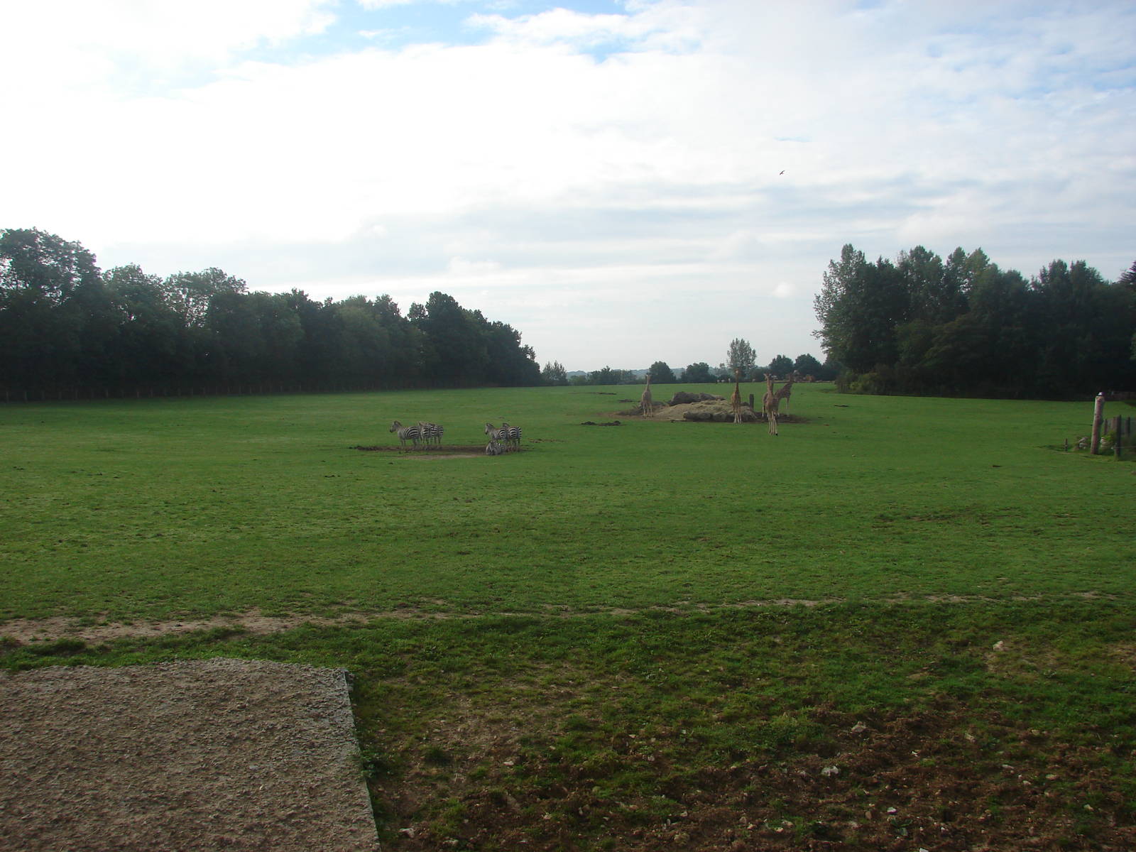 African Savanna exhibit