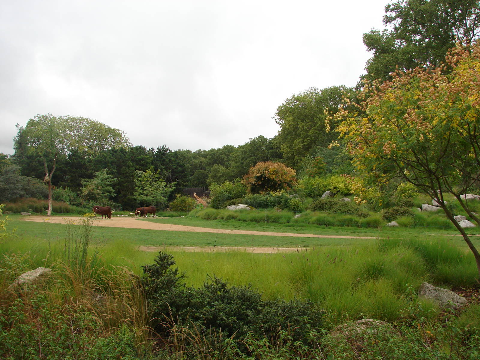 African savanna exhibit