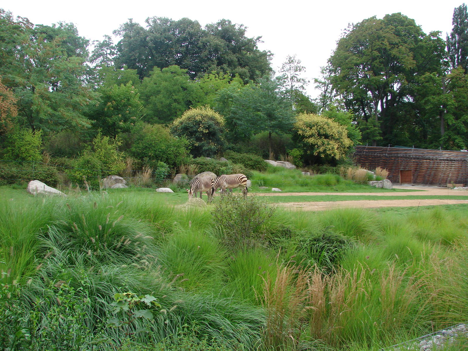African savanna exhibit