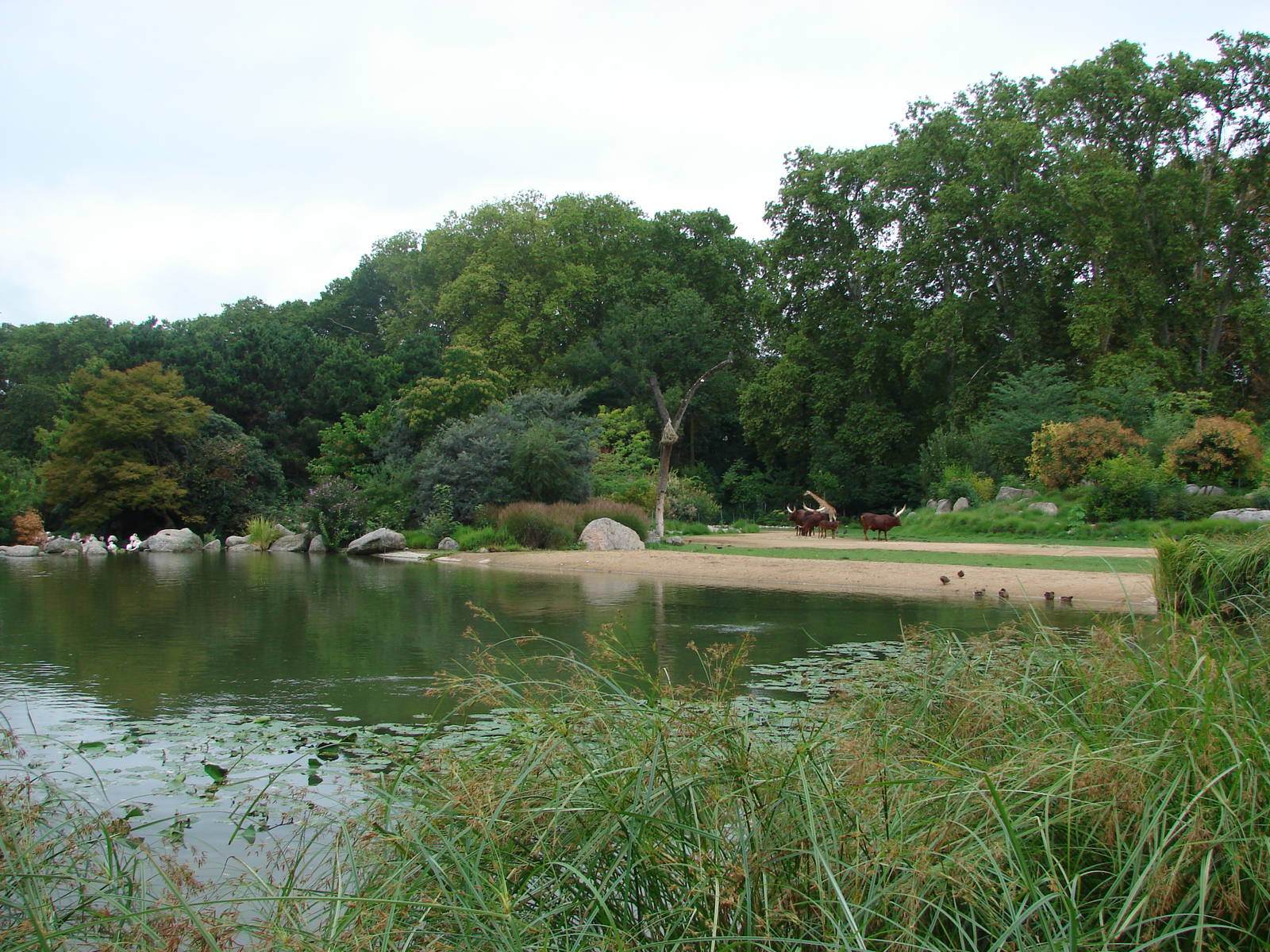 African savanna exhibit