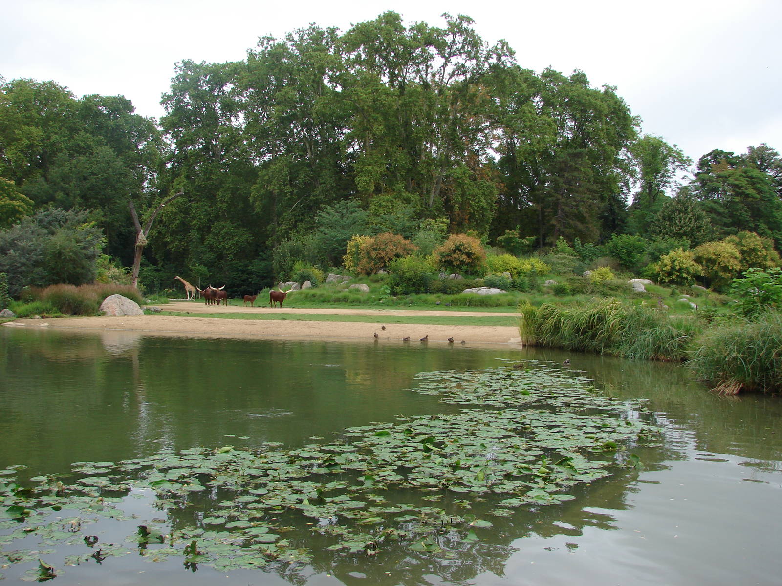 African savanna exhibit
