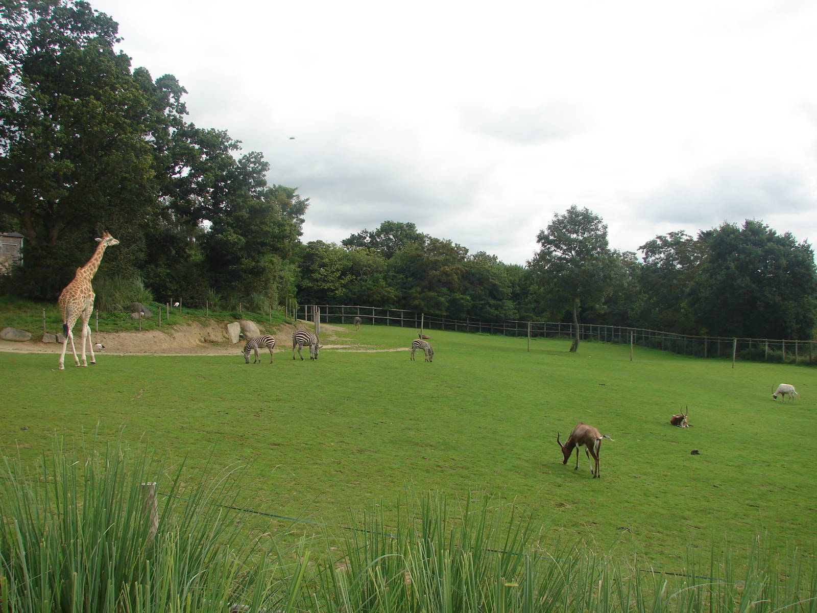 African savanna exhibit