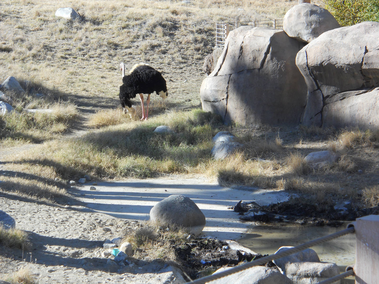 African savanna exhibit