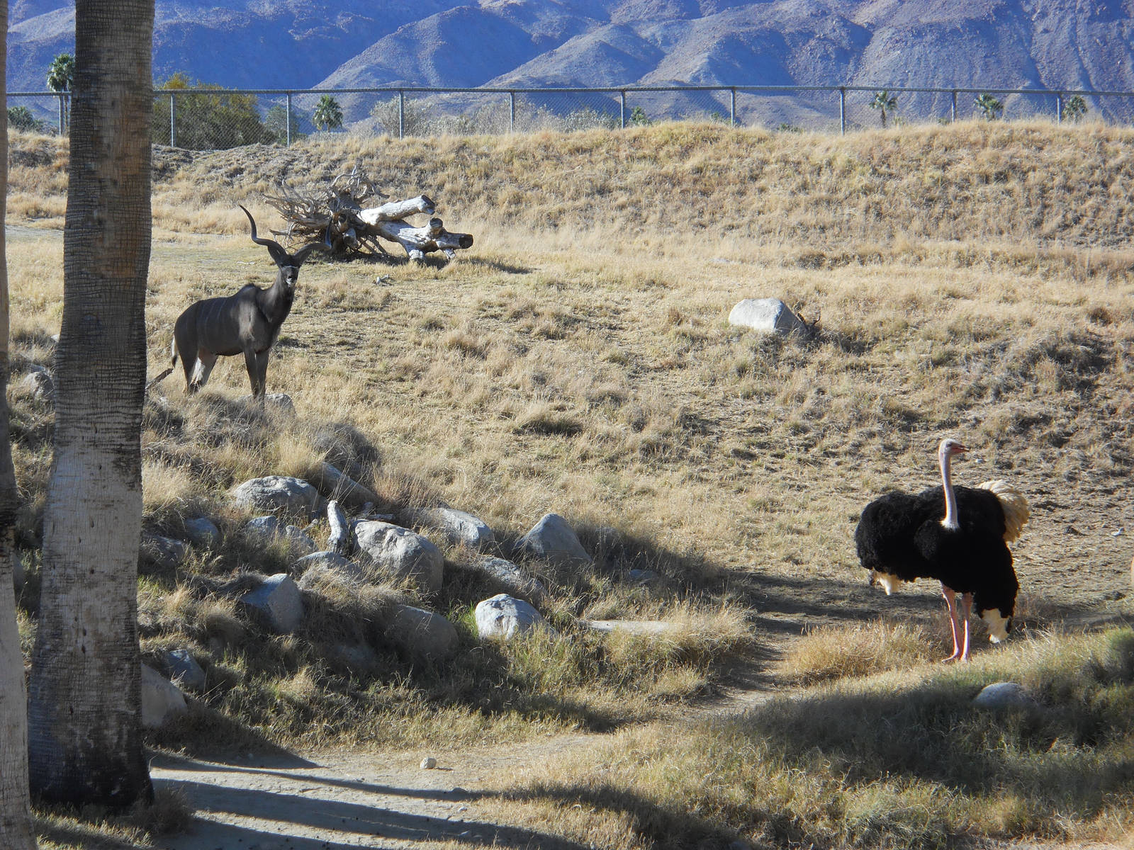 African savanna exhibit