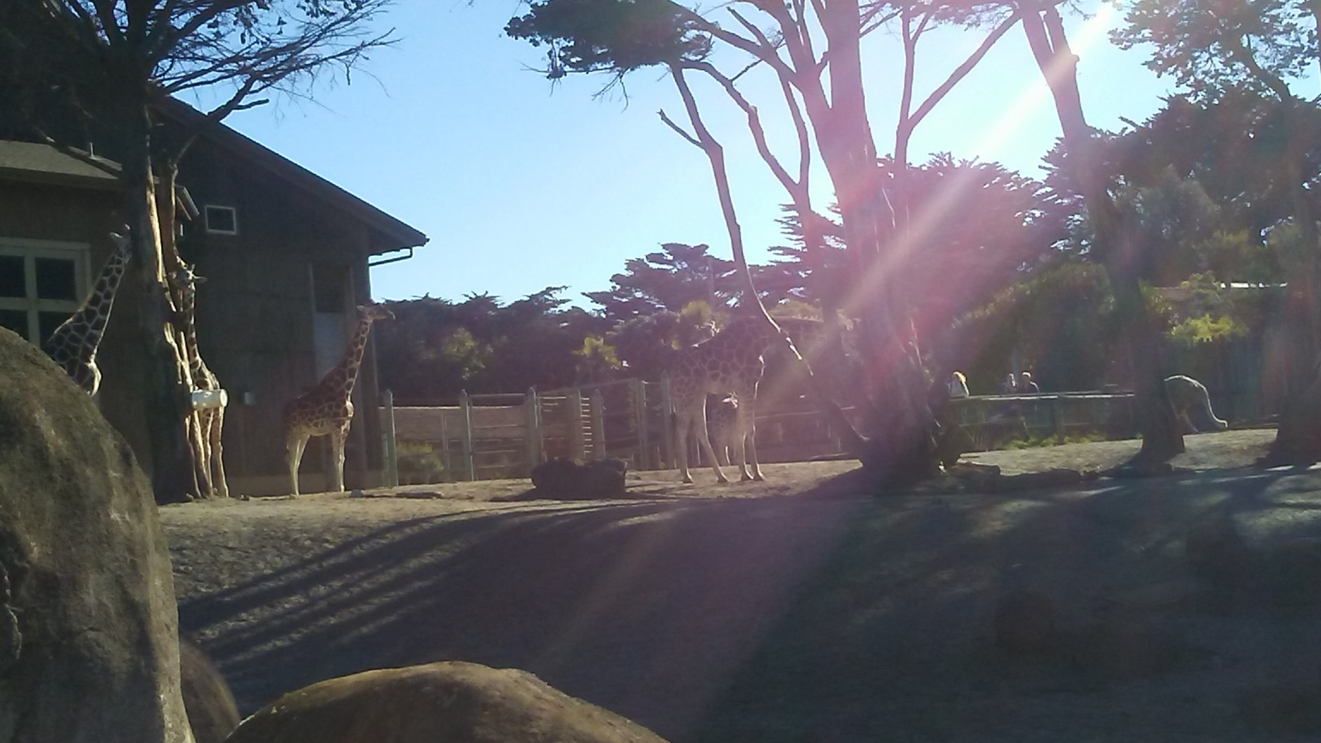 African Savanna exhibit