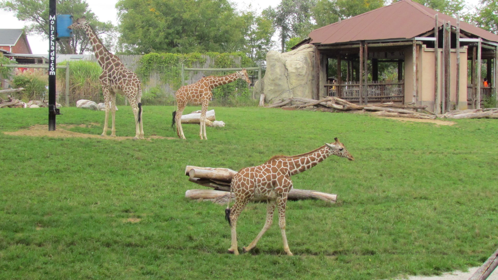 African Savanna Exhibit