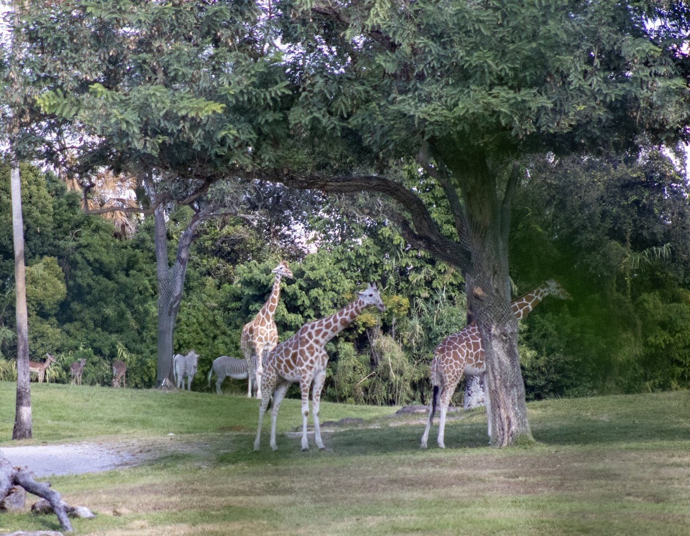 African Savanna Exhibit