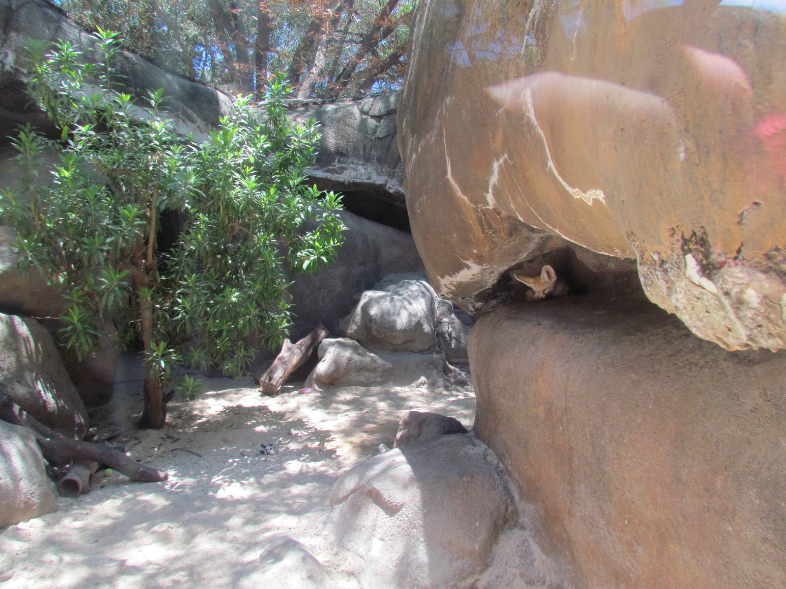 African Savanna - Fennec Fox Exhibit
