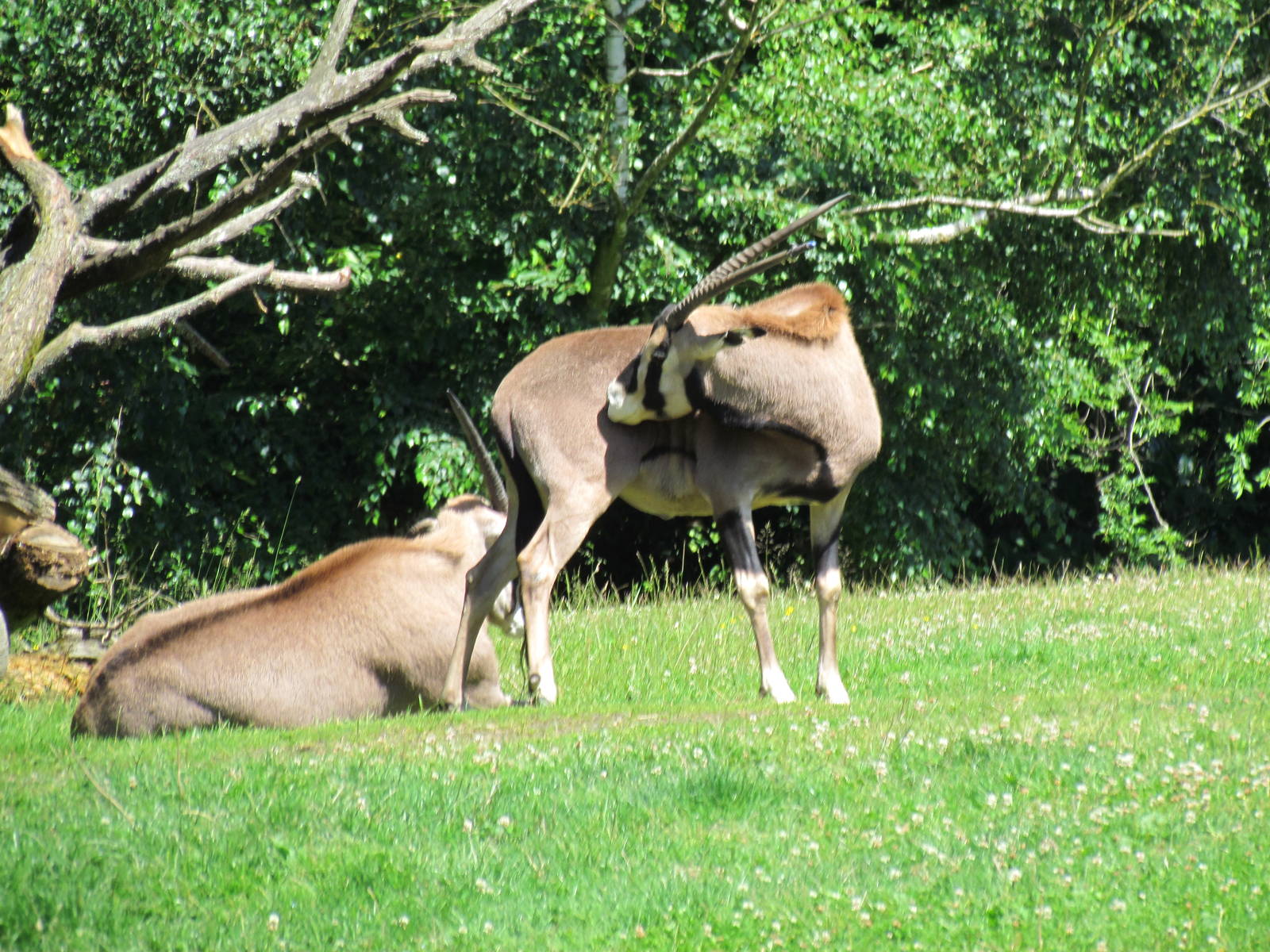 African Savanna - Fringe-eared Oryx