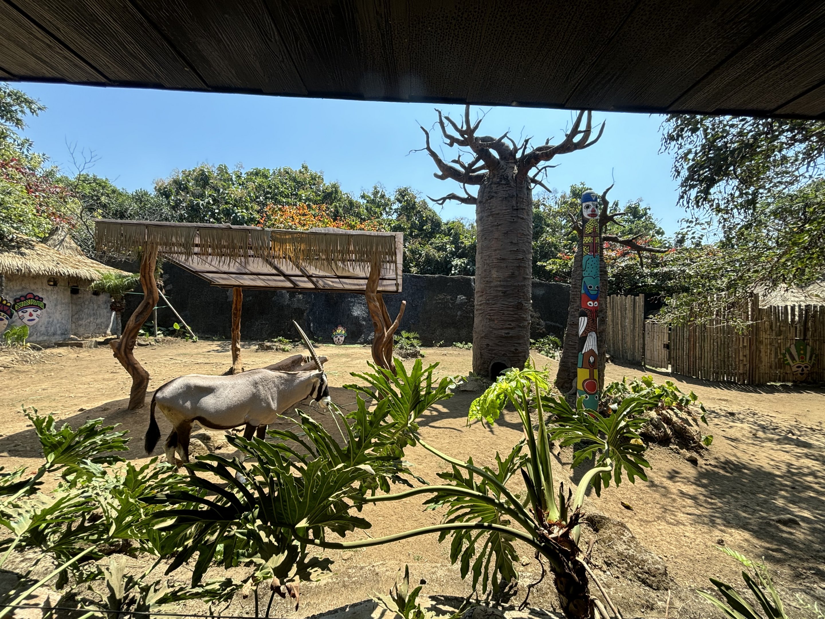 African Savanna - Gemsbok