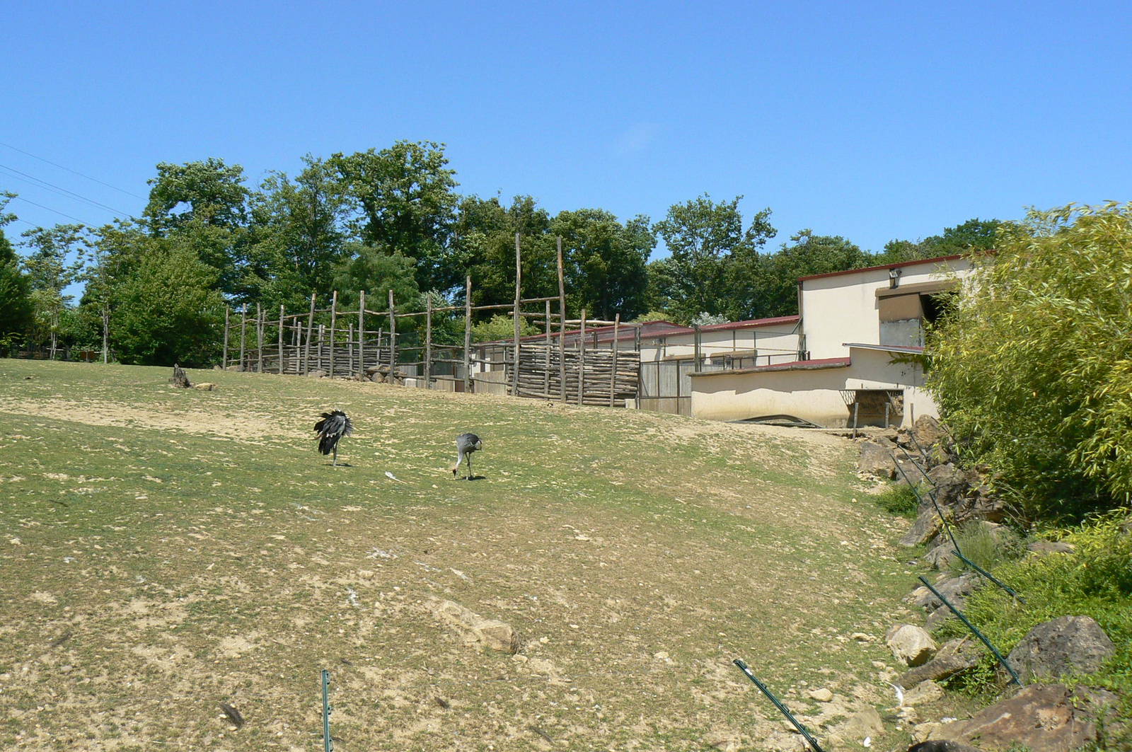 African savanna - general view